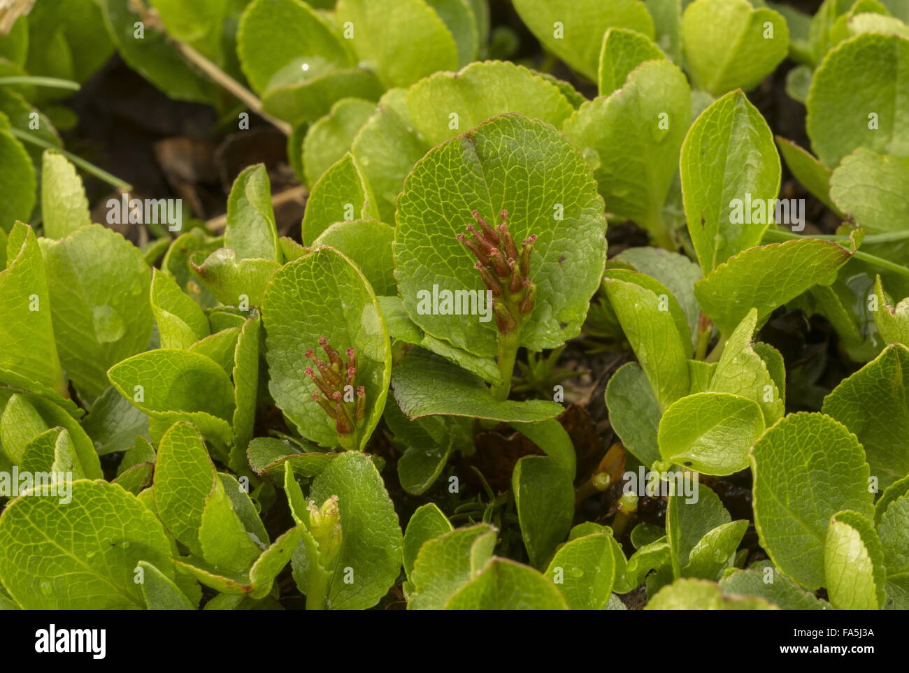 Dwarf willow, Salix herbacea with female flowers, turning to fruit. Stock Photo
