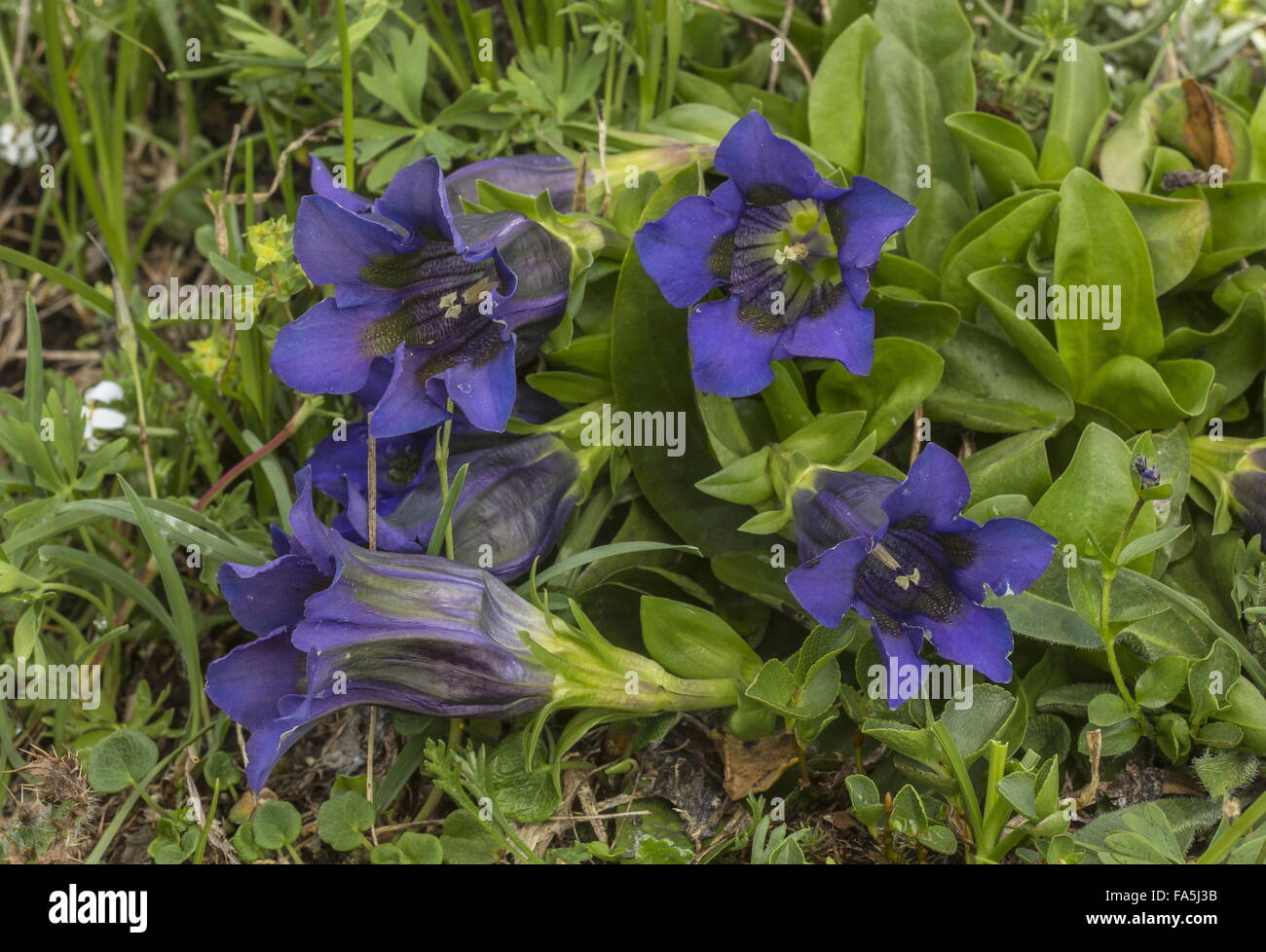 Trumpet Gentian or Stemless Gentian, Gentiana acaulis, in flower, Swiss Alps. Stock Photo