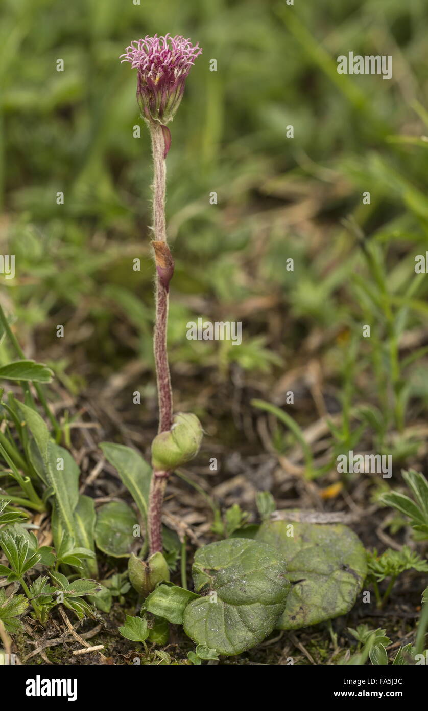 Alpine coltsfoot, Homogyne alpina in flower in montane grassland. Stock Photo