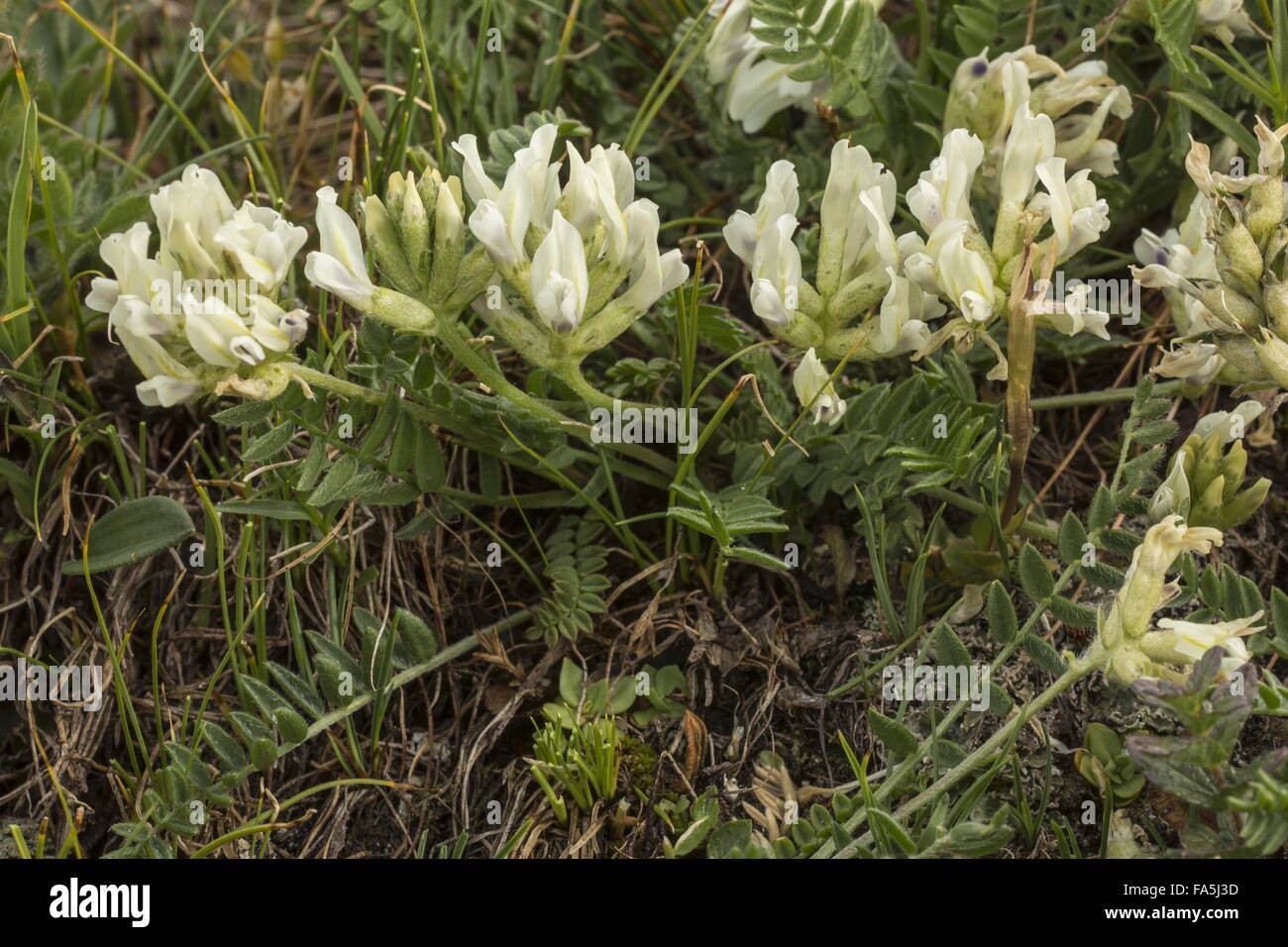 Yellow Oxytropis or Yellow Milk-vetch, Oxytropis campestris, in flower in mountain pastures. Stock Photo