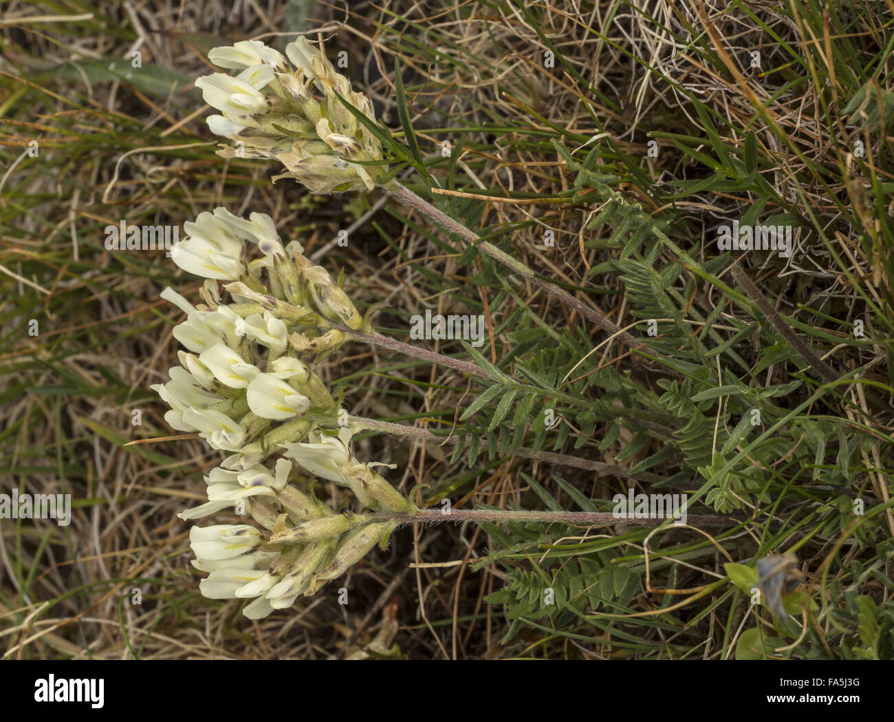 Yellow Oxytropis or Yellow Milk-vetch, Oxytropis campestris, in flower in mountain pastures. Stock Photo