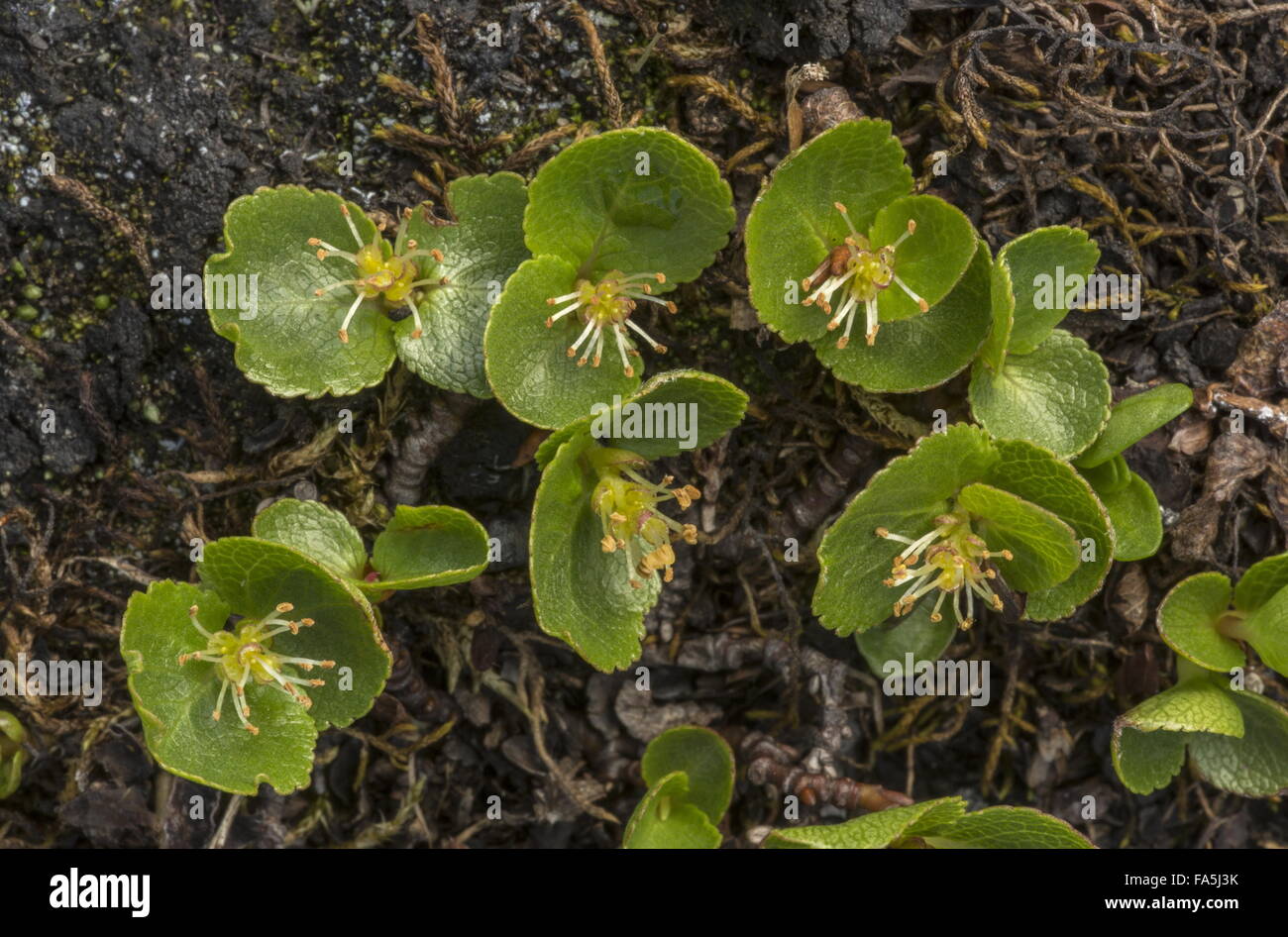 Dwarf willow, Salix herbacea with male flowers, at high altitude. Alps. Stock Photo