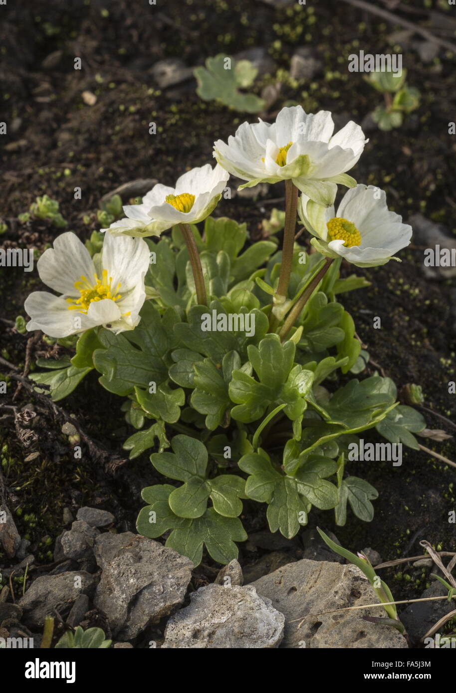 Alpine Buttercup, Ranunculus alpestris in flower at high altitude, Swiss Alps. Stock Photo