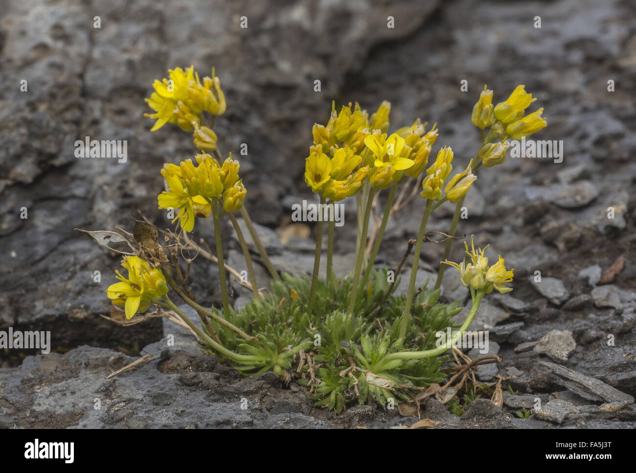 Yellow Whitlowgrass, Draba aizoides in flower on rock at high altitude, Swiss Alps. Stock Photo