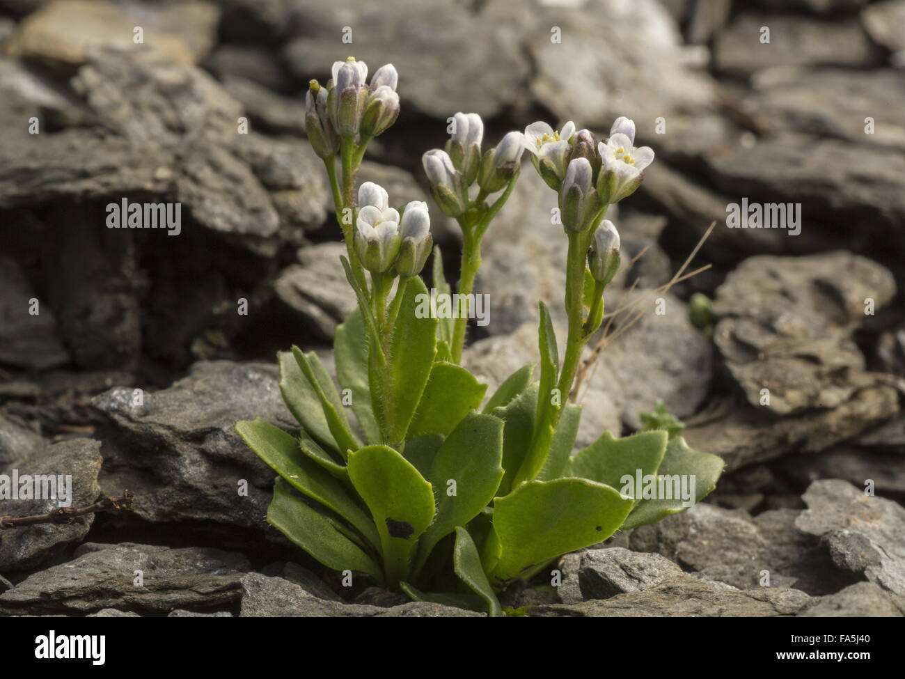 Alpine Bitter-cress,  Cardamine alpina, in flower at high altitude, Swiss Alps. Stock Photo