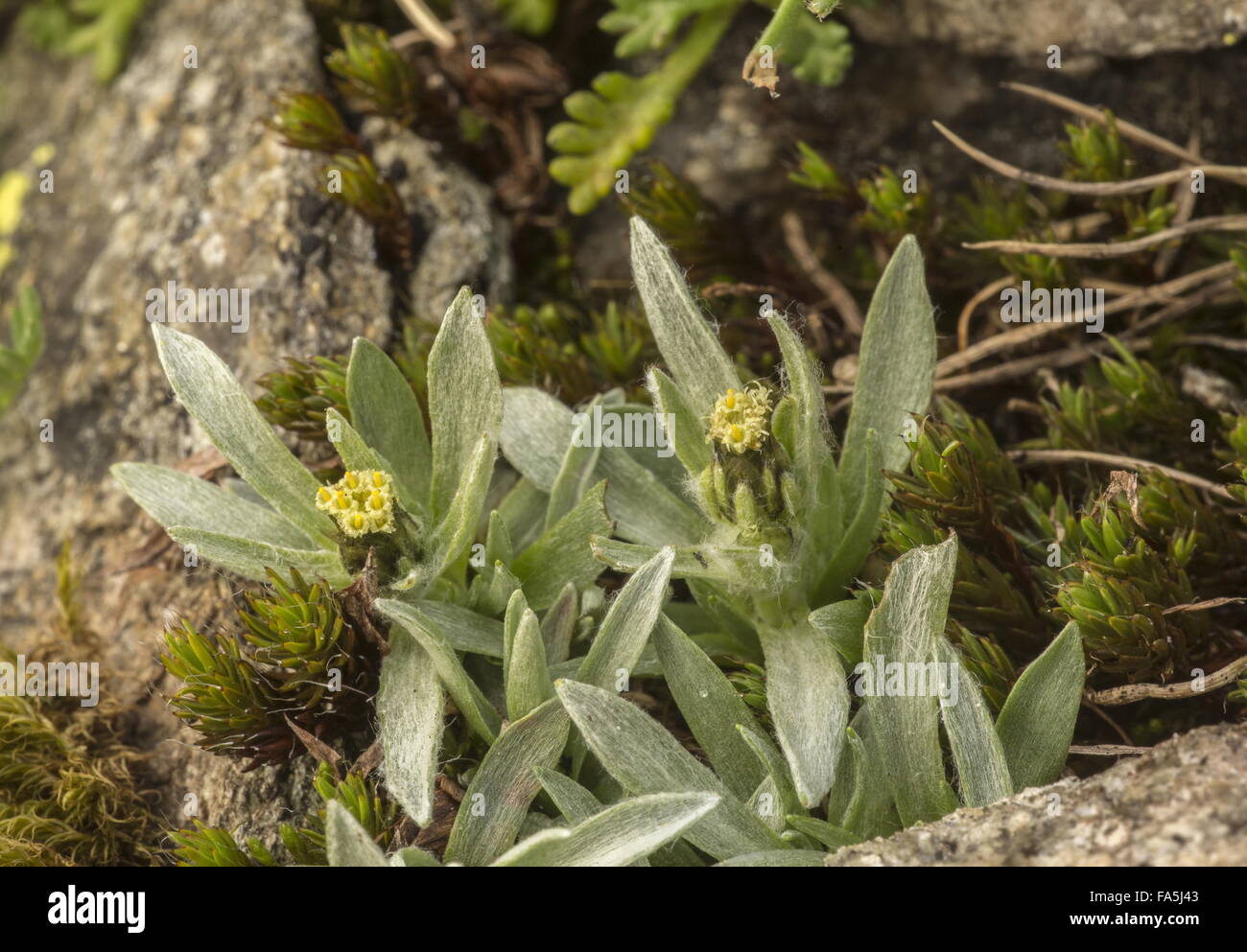 Dwarf Cudweed, Gnaphalium supinum, growing at high altitude in snow-parch. Stock Photo