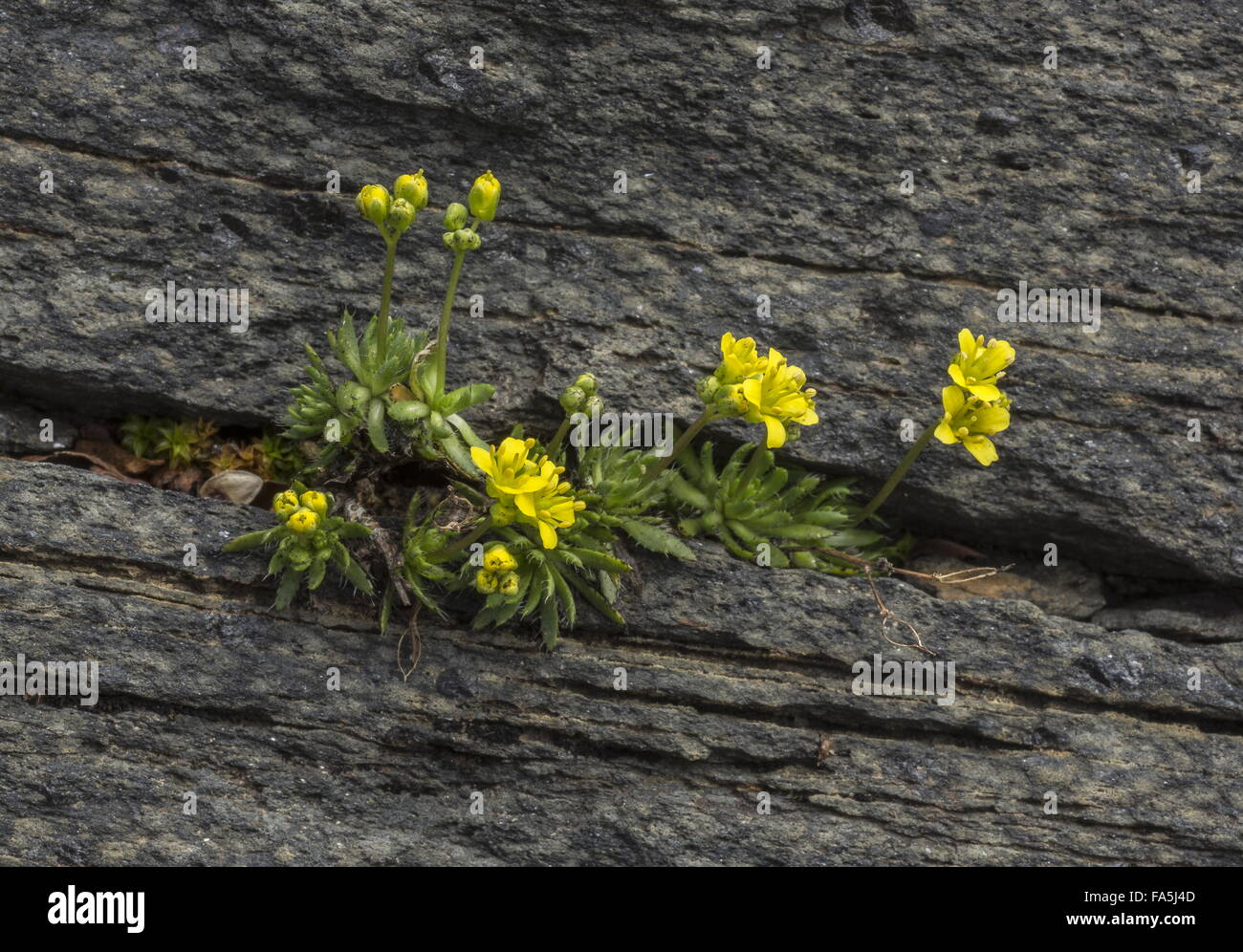 Yellow Whitlowgrass, Draba aizoides in flower on rock at high altitude, Swiss Alps. Stock Photo