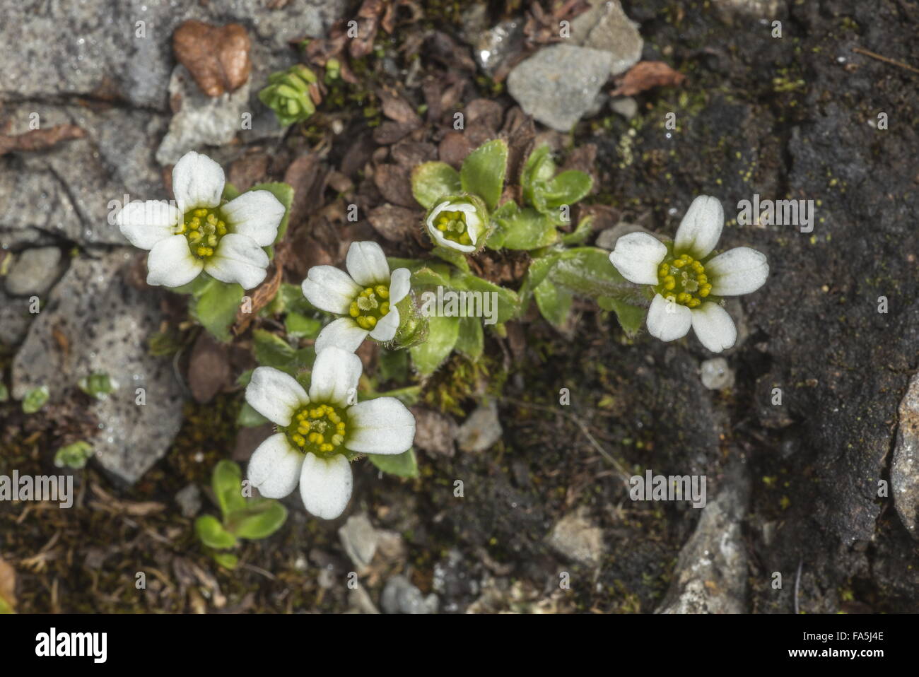 Scree Saxifrage, Saxifraga androsacea in flower in high snow-patch, Swiss Alps. Stock Photo