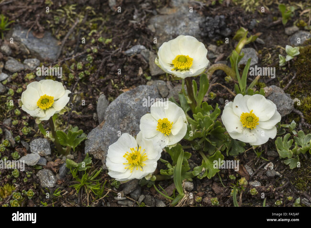 Alpine Buttercup, Ranunculus alpestris in flower at high altitude, Swiss Alps. Stock Photo