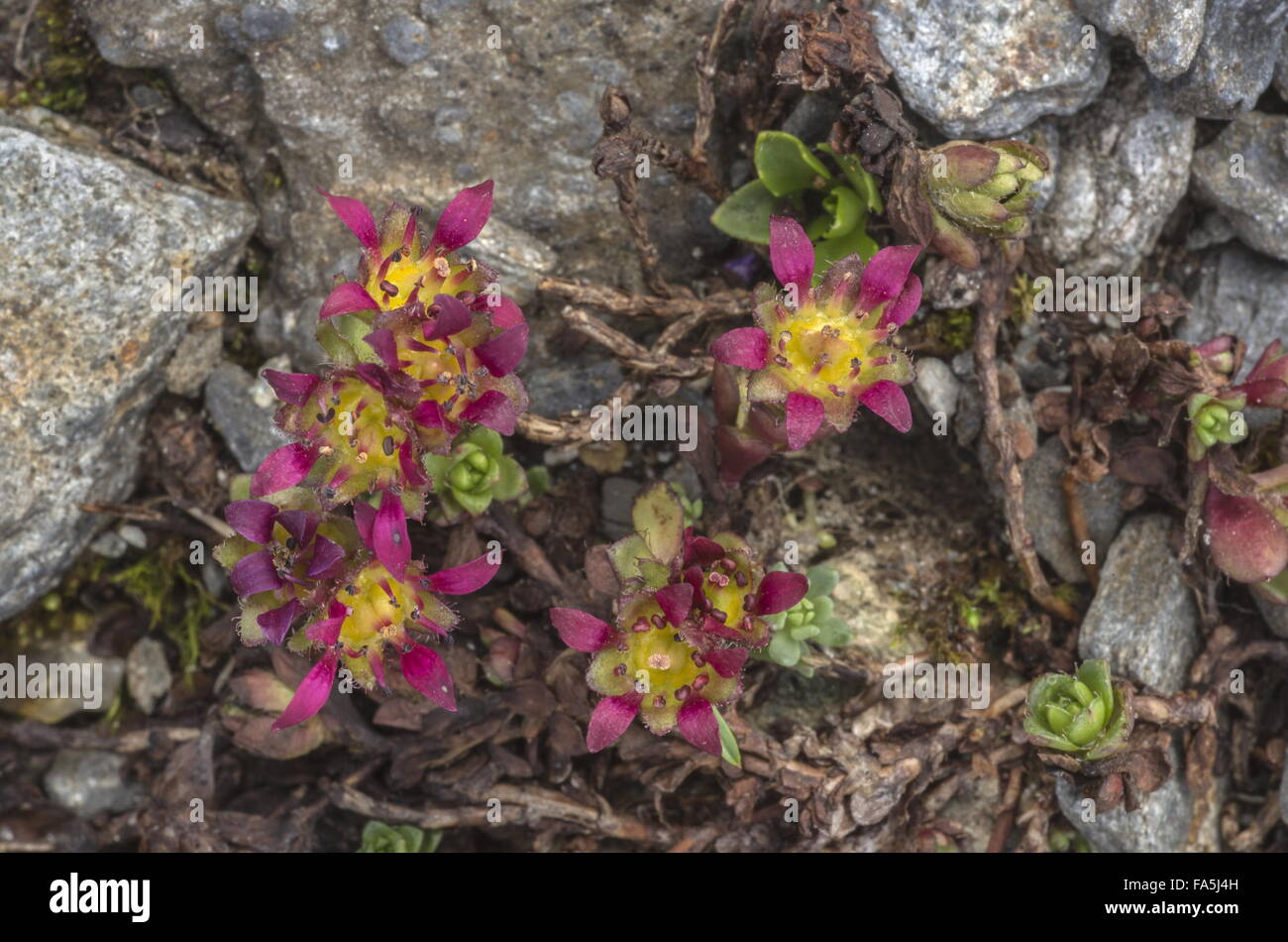 Two-flowered purple saxifrage,  Saxifraga biflora ssp. biflora in flower on high scree, Swiss Alps. Stock Photo