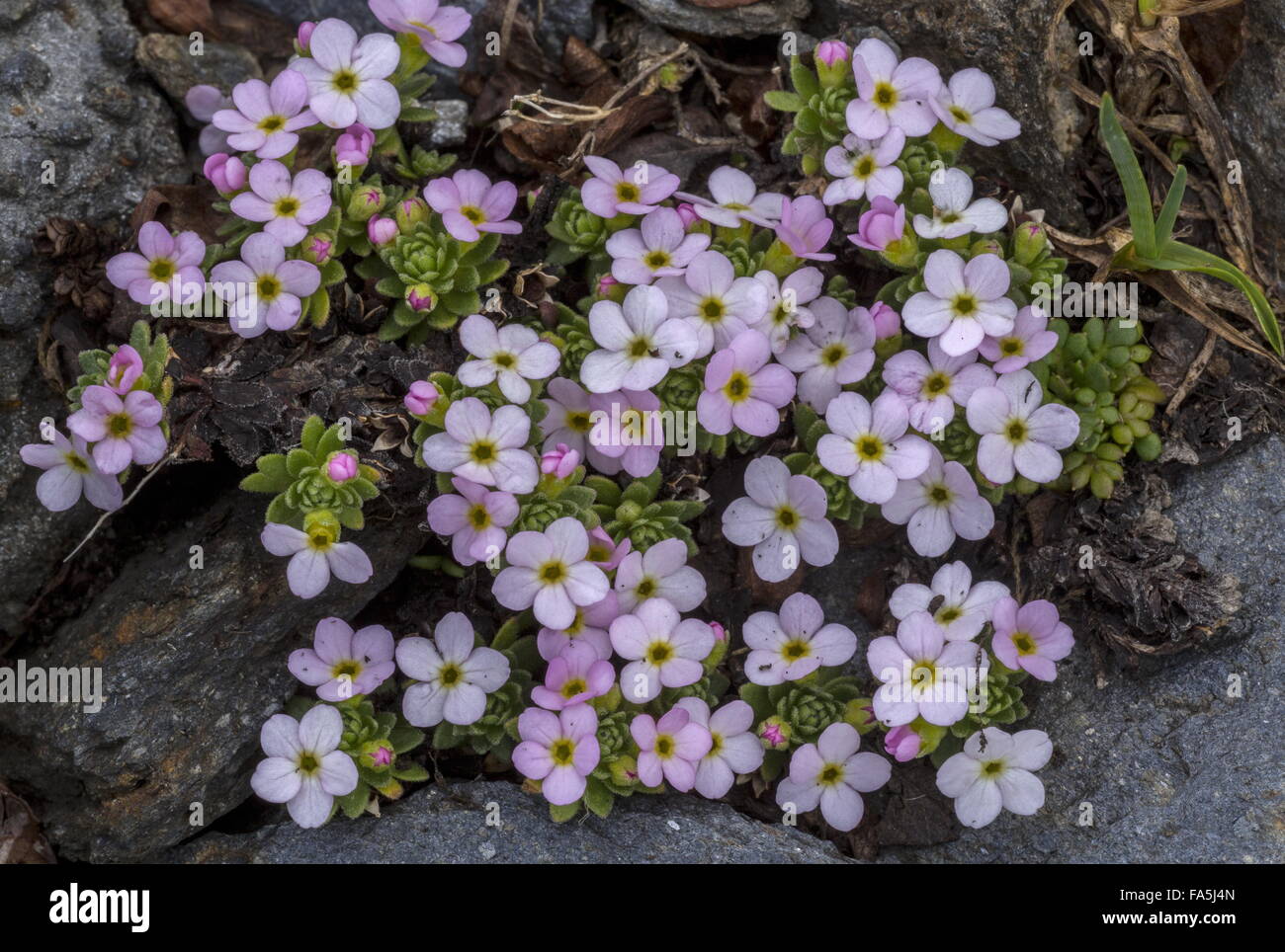 Alpine rock-jasmine, Androsace alpina, in flower on high acidic scree, Swiss Alps. Stock Photo