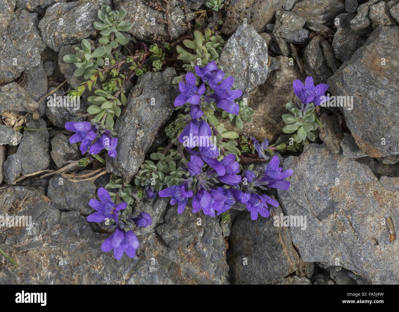 Alpine toadflax, Linaria alpina ssp. alpina, in flower on high altitude scree, Swiss Alps. Stock Photo