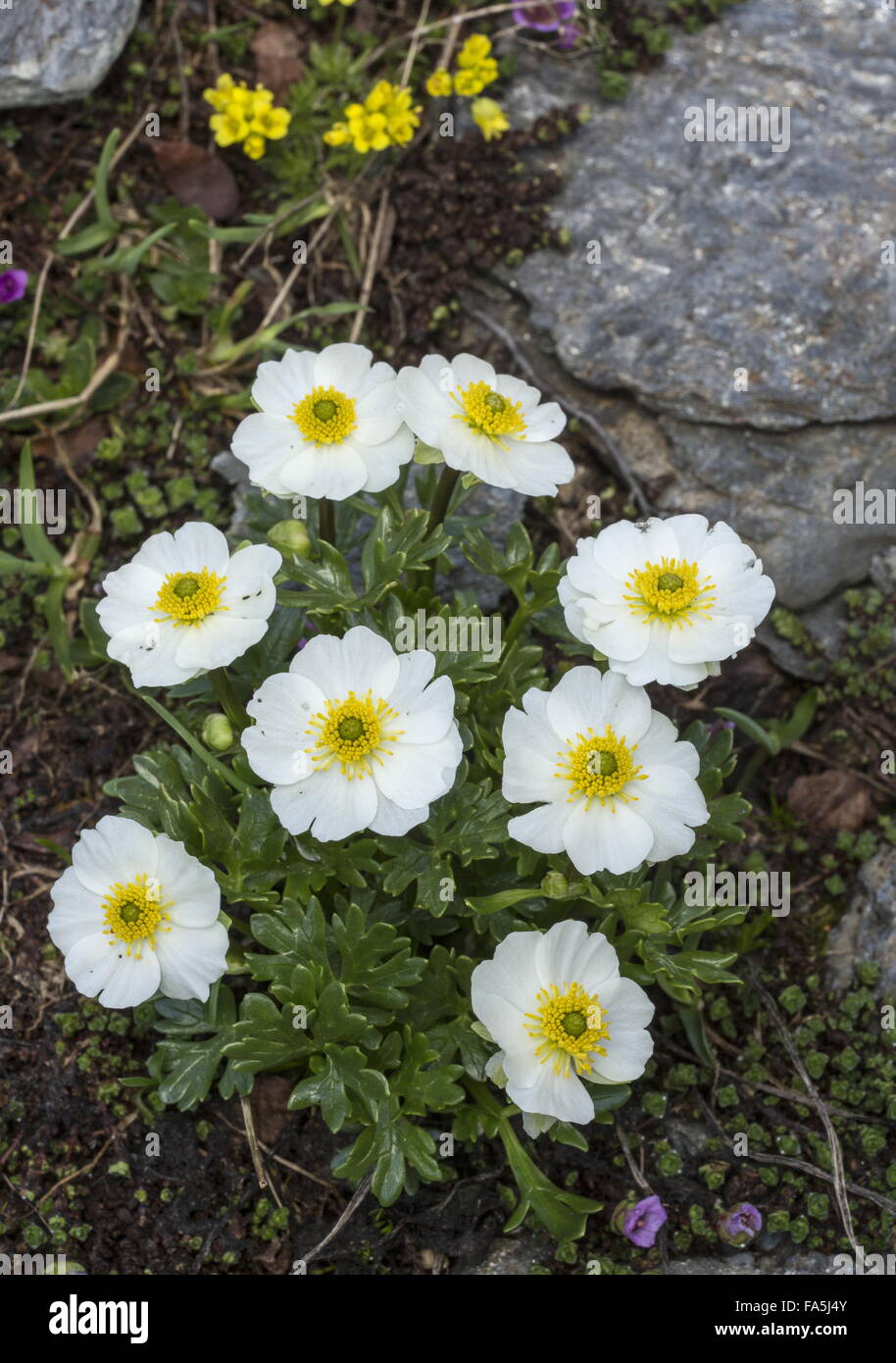 White Flower Alpine Plant High Resolution Stock Photography and Images