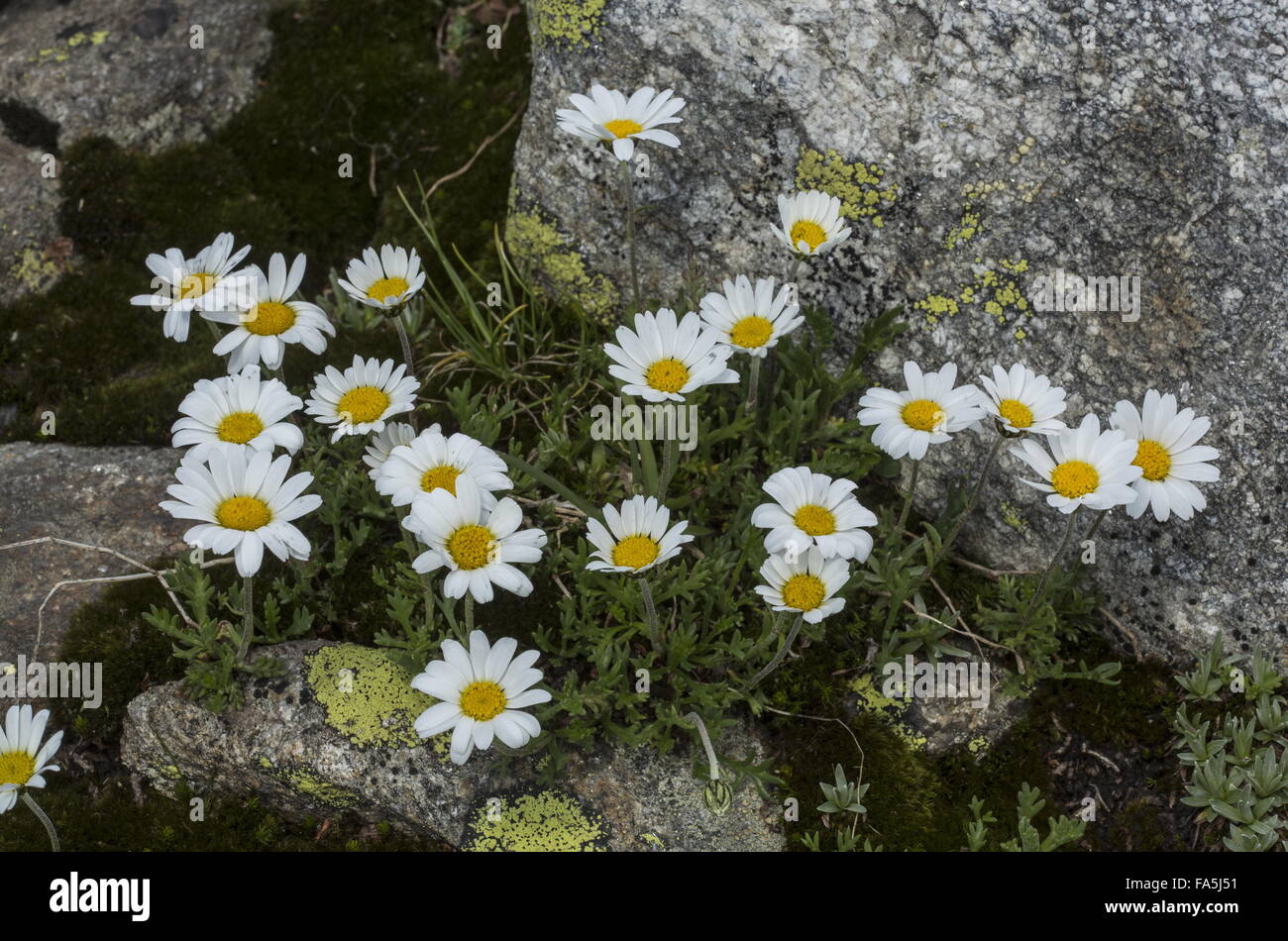 Alpine Moon Daisy, Leucanthemopsis alpina,  in flower on acid rock, high in the Swiss Alps. Stock Photo