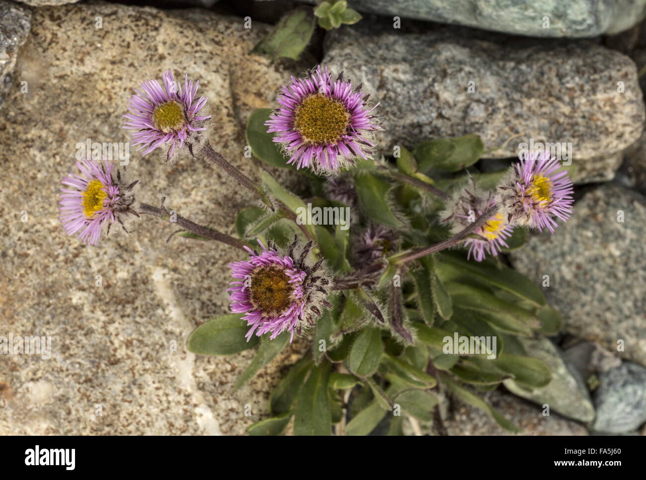 One-flowered Fleabane, Erigeron uniflorus in flower, at high altitude. Switzerland. Stock Photo
