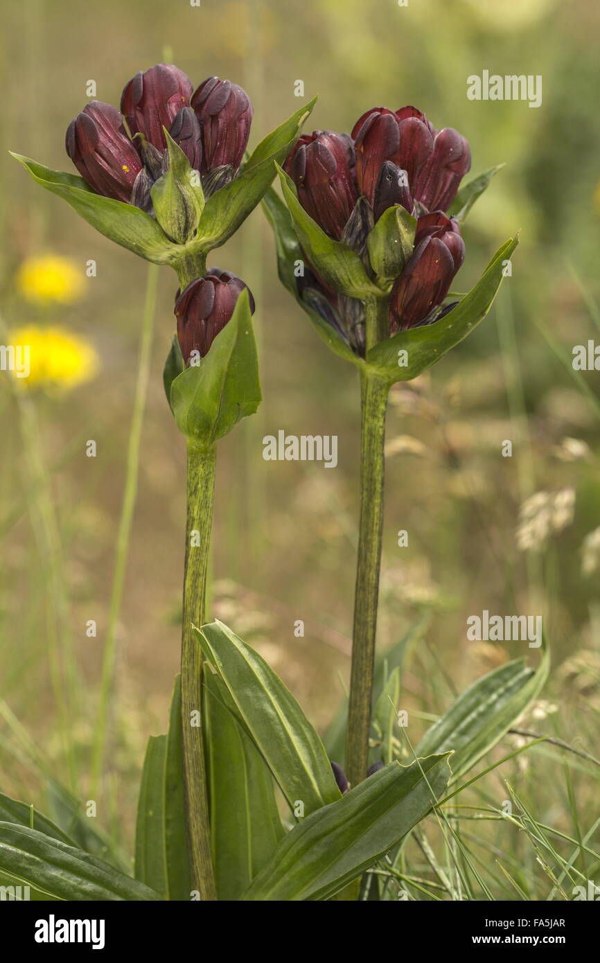 Purple Gentian, Gentiana purpurea in flower in montane grassland, Italian Alps. Stock Photo
