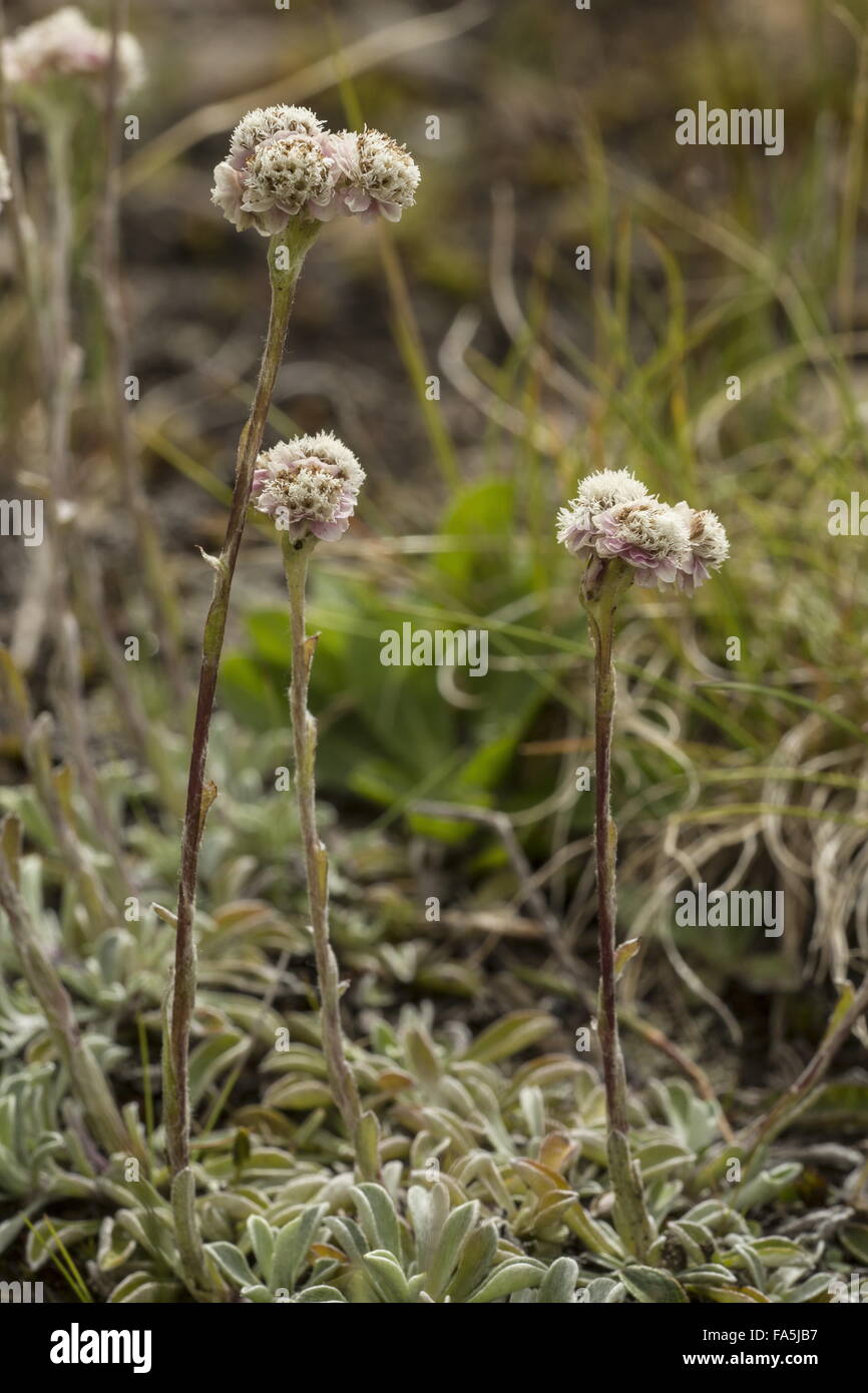 Mountain Everlasting, Antennaria dioica, Catsfoot, Cudweed, Stoloniferous Pussytoes Stock Photo