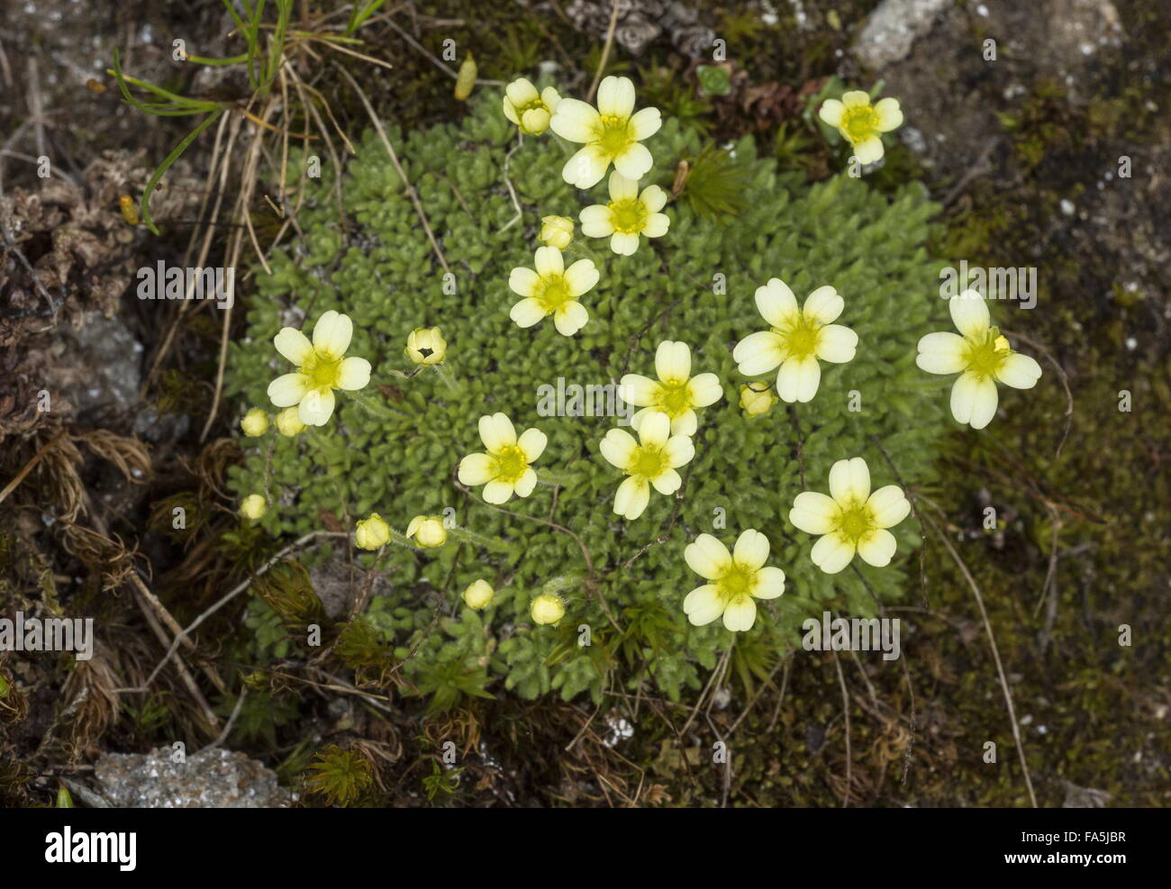 An alpine saxifrage, Saxifraga exarata subsp. moschata or Saxifraga muscoides in the italian alps. Stock Photo