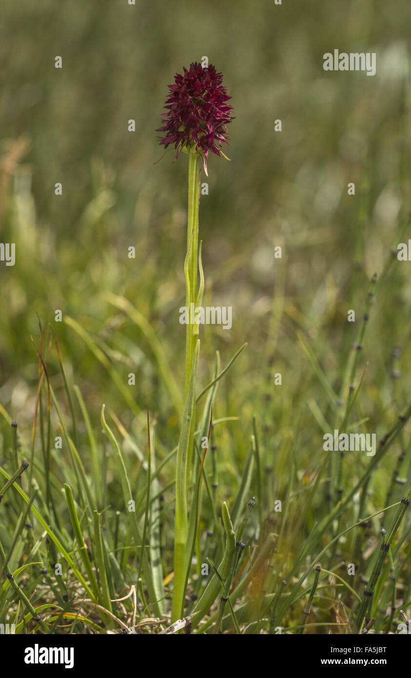 A vanilla orchid, Gymnadenia rhellicani, in alpine grassland, italian alps Stock Photo