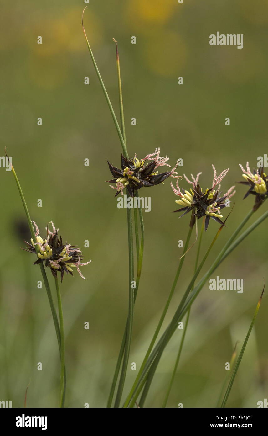 Jacquin's Rush, Juncus jacquinii in flower at high altitude, with beautiful pink styles. Italian Alps. Stock Photo