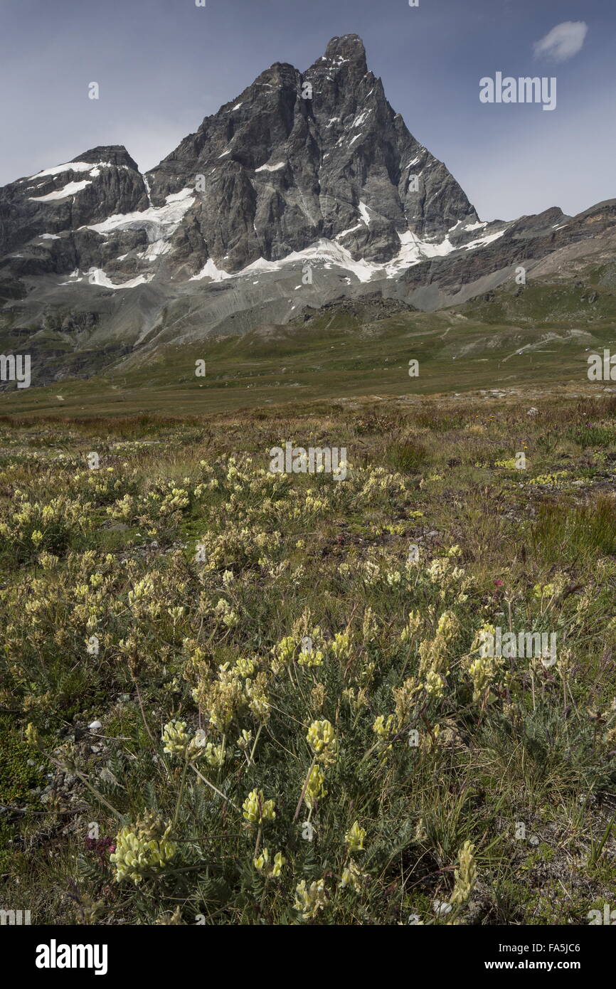 High flowery pastures, with yellow milk-vetch, on the italian side of the Matterhorn, Italian Alps. Stock Photo