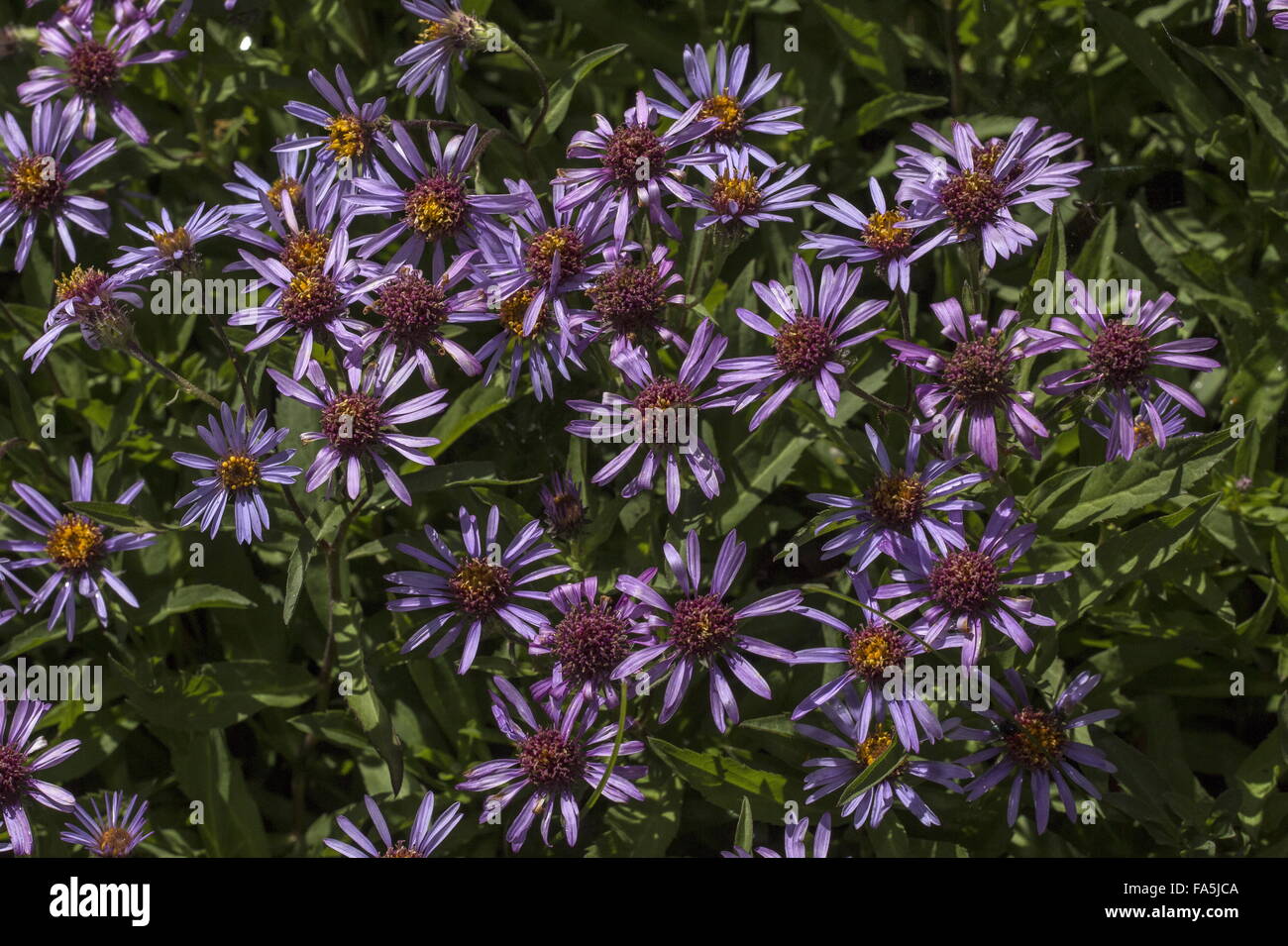 Siberian Aster, Aster sibiricus in flower. Stock Photo