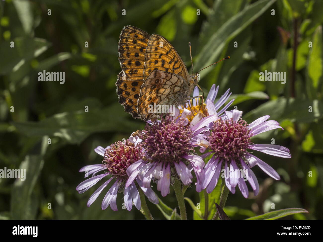 Marbled fritillary,  visiting Aster sibiricus flowers Stock Photo