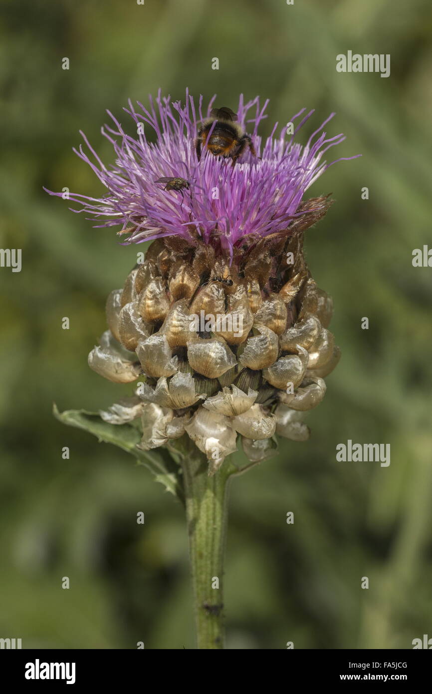 Giant knapweed,  Rhaponticum scariosum,  in flower, with visiting insects, Italian alps. Stock Photo