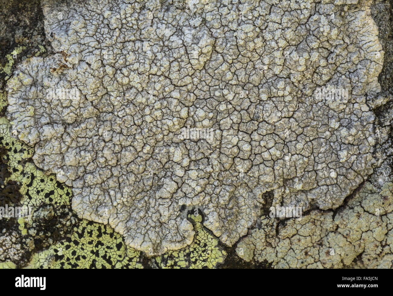 A crustose lichen, Pertusaria lactea, in the Italian Alps. Stock Photo