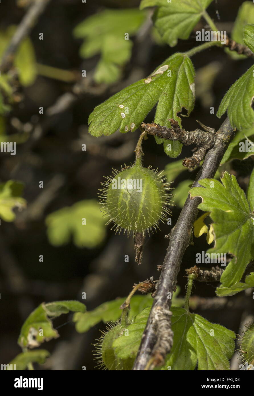Ripening wild Gooseberry, Ribes uva-crispa fruit Stock Photo