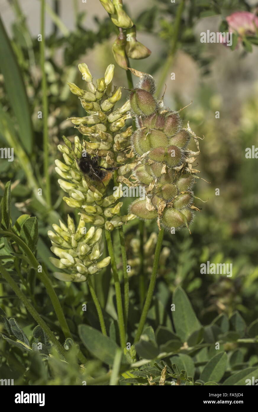 Chickpea milkvetch, Astragalus cicer, in flower and fruit. East Europe. Stock Photo