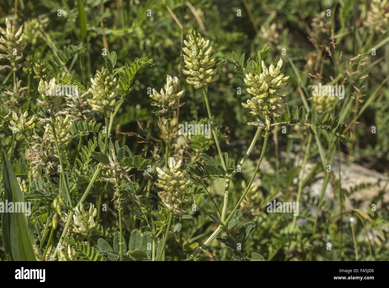 Chickpea milkvetch, Astragalus cicer, in flower and fruit. East Europe. Stock Photo