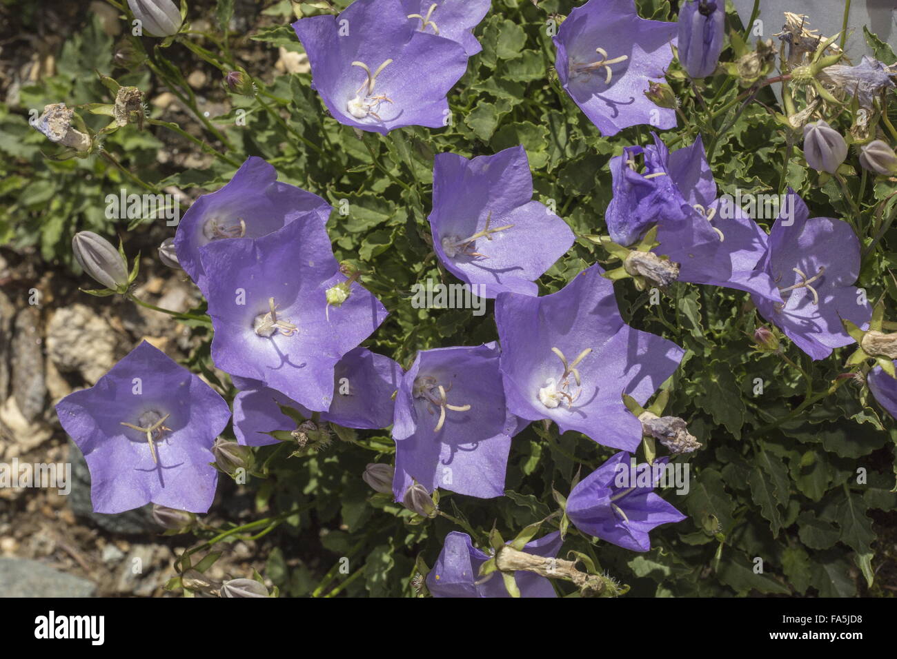 Carpathian bellflower, Campanula carpatica in the Carpathians. Stock Photo
