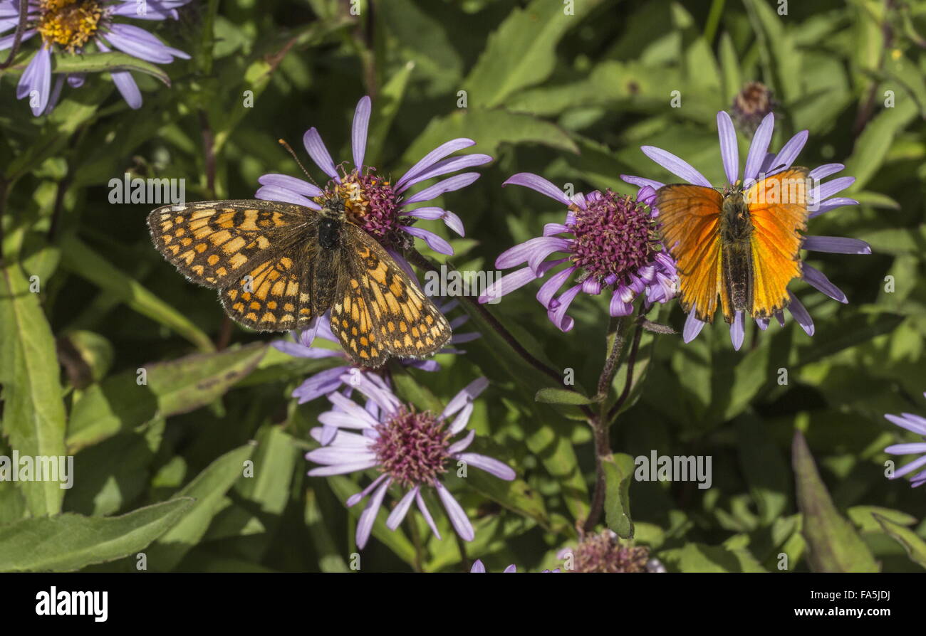 Form of Heath fritillary, Mellicta athalia, and male Scarce Copper on flowers in italian alps. Stock Photo