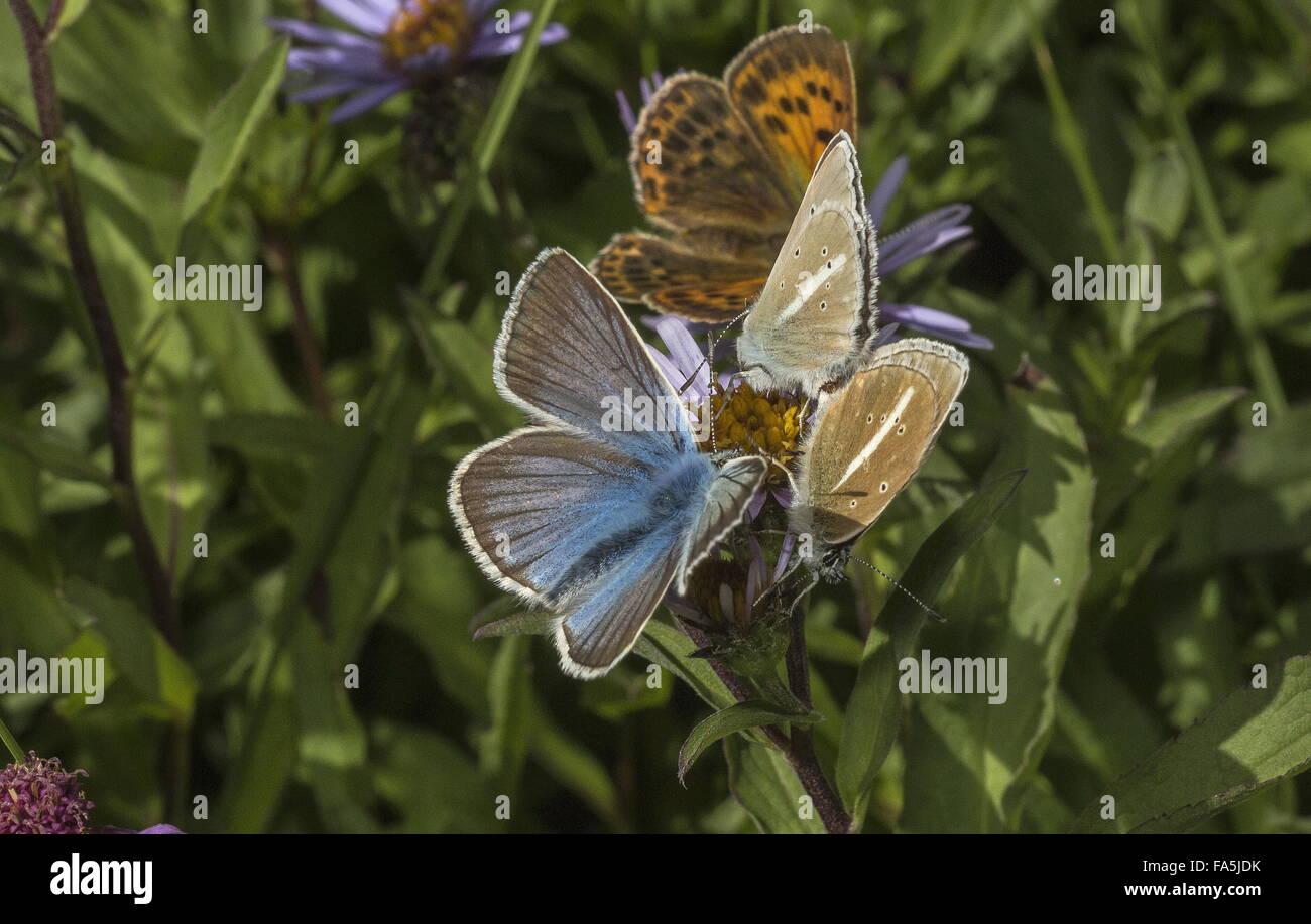 Damon blues, female scarce copper etc visiting Aster flowers, italy. Stock Photo