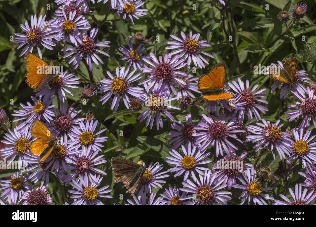 Scarce Coppers and other butterflies visiting Aster sibiricus in alpine garden, Italian Alps. Stock Photo