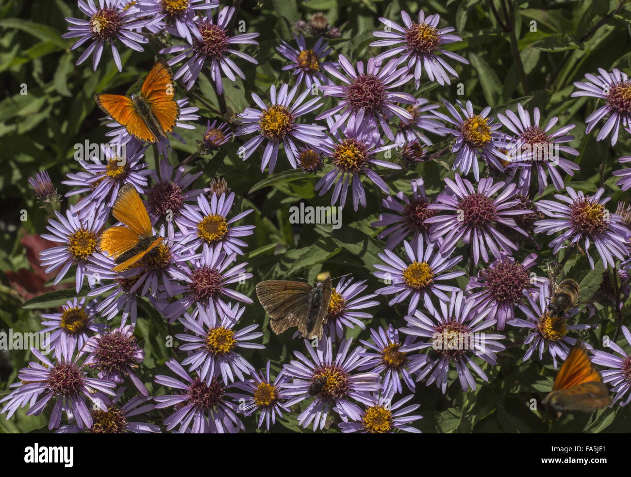 Scarce Coppers and other butterflies visiting Aster sibiricus in alpine garden, Italian Alps. Stock Photo
