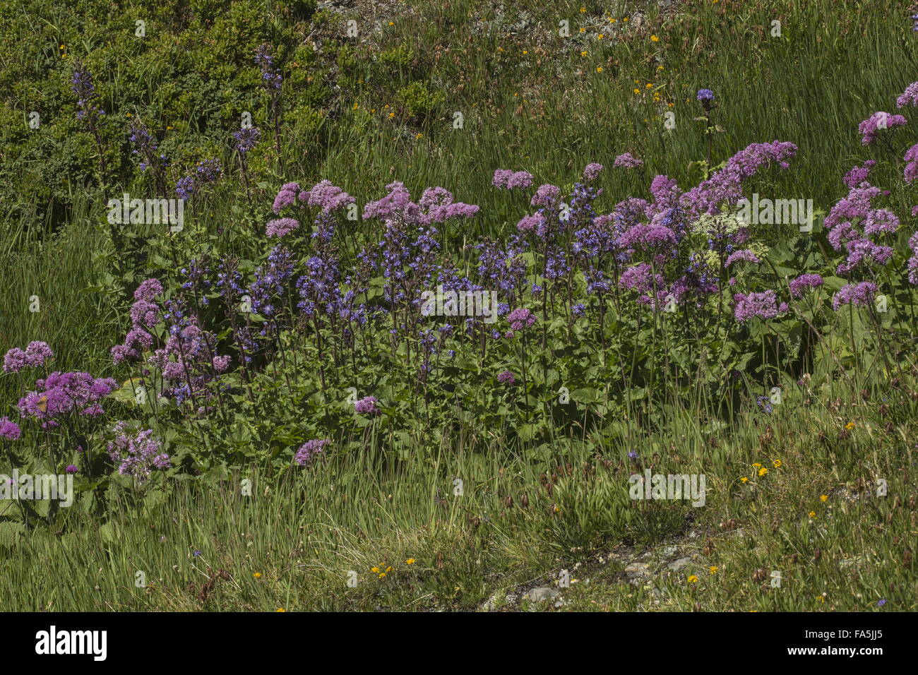 Flowery alpine grassland with Adenostyles and Alpine sow-thistle, french alps. Stock Photo