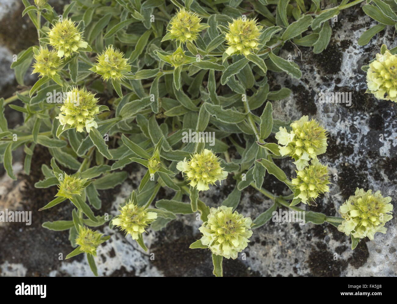 Hyssop-leaved mountain ironwort, Sideritis hyssopifolia in flower. Stock Photo