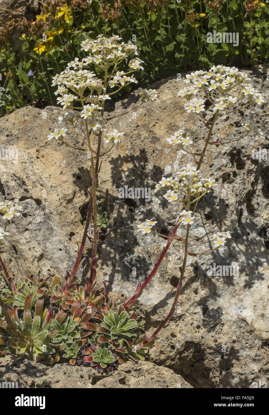 An alpine saxifrage, Saxifraga hostii ssp hostii in flower, Italian alps. Stock Photo