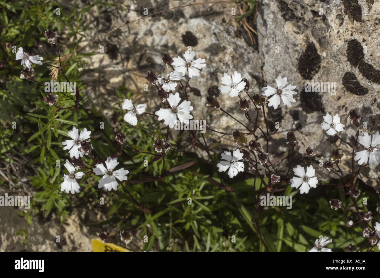 Alpine catchfly, Silene alpestris in flower in the italian Alps. Stock Photo