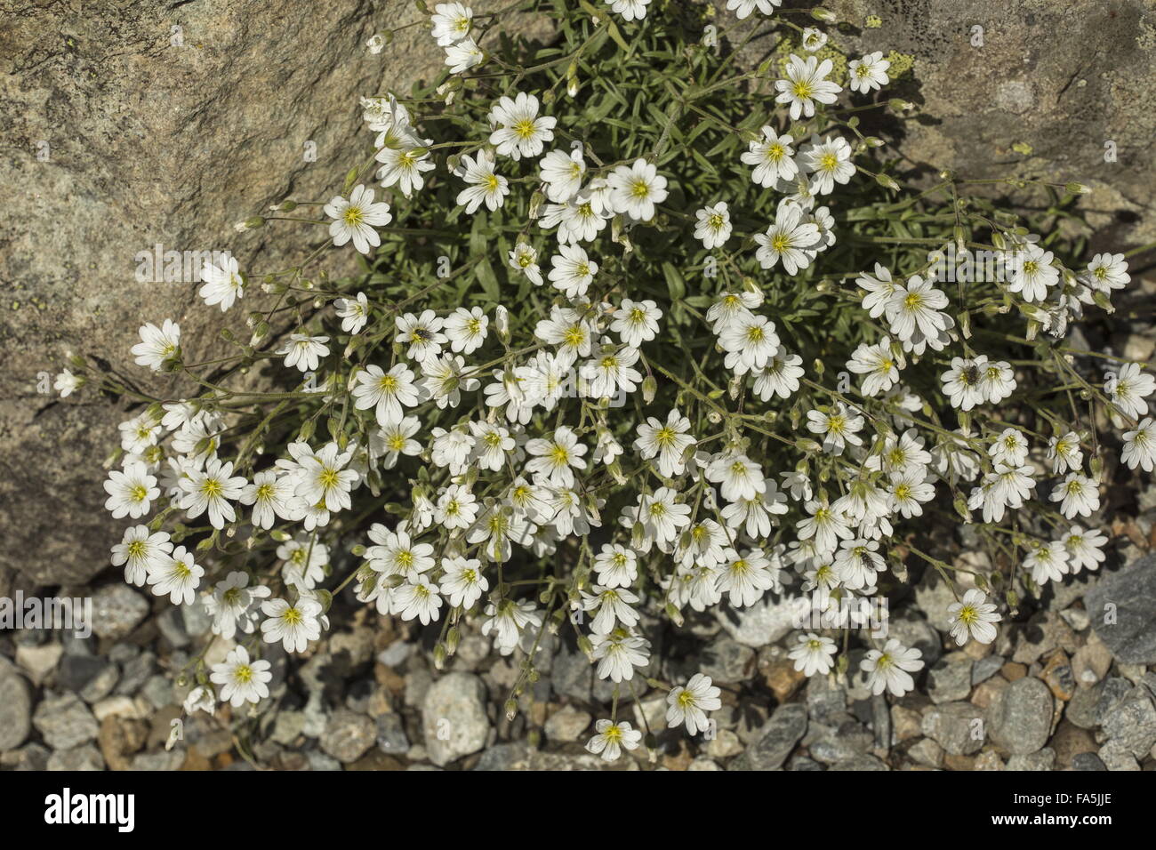 A mountain form of Field chickweed, Cerastium arvense ssp strictum, italian alps. Stock Photo