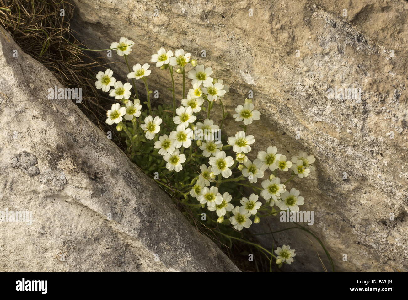 A mossy saxifrage, Saxifraga muscoides on limestone in the Vanoise National Park. France Stock Photo