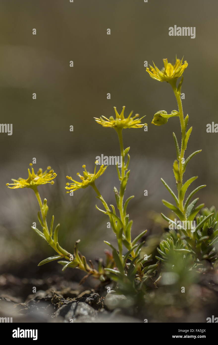 Yellow mountain saxifrage, Saxifraga aizoides in flower in mountain stream. Stock Photo