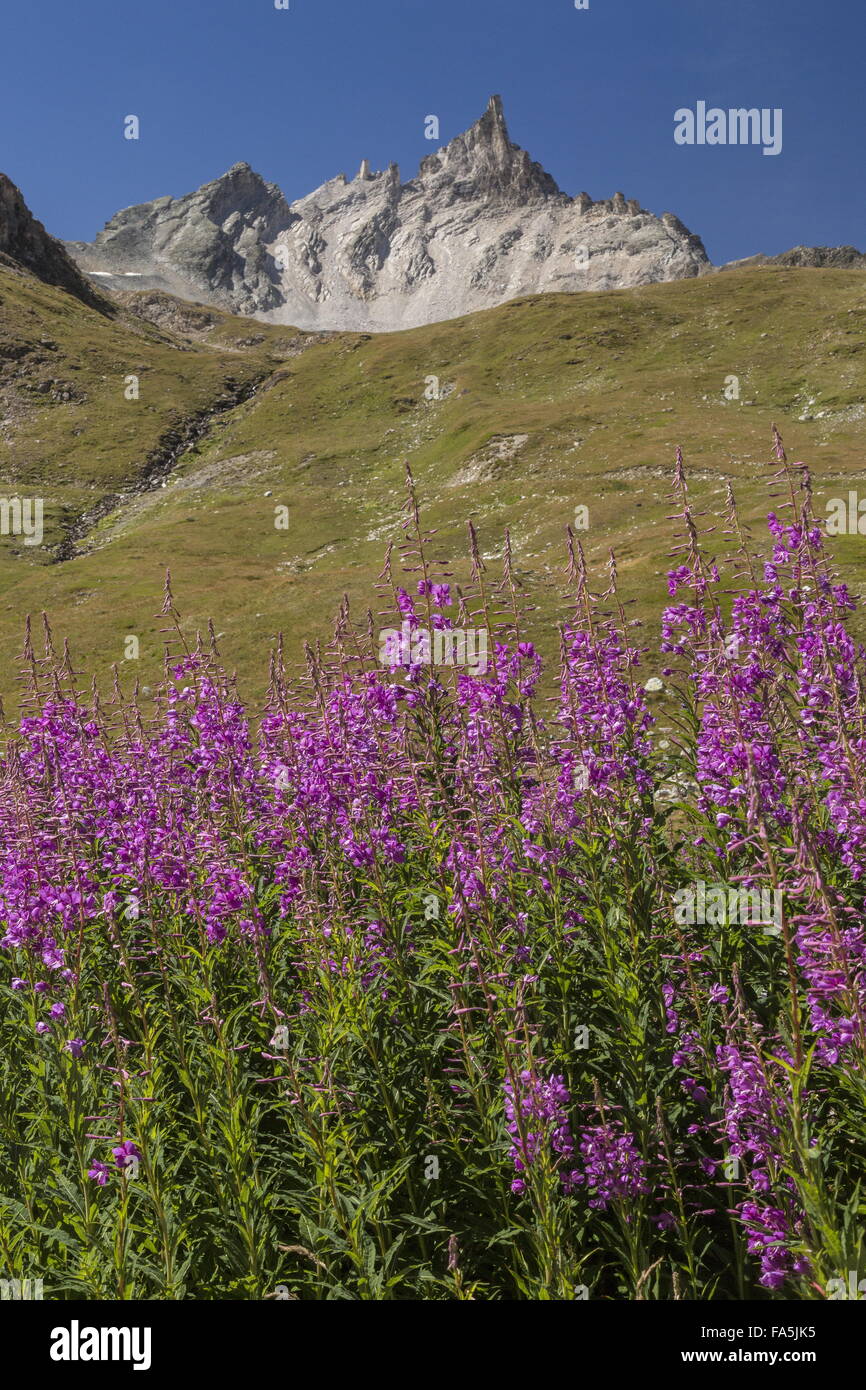 Fireweed or Rosebay Willowherb in flower, with L'aiguille du Dome beyond; La Grande Sassiere valley, edge of the Vanoise Nationa Stock Photo