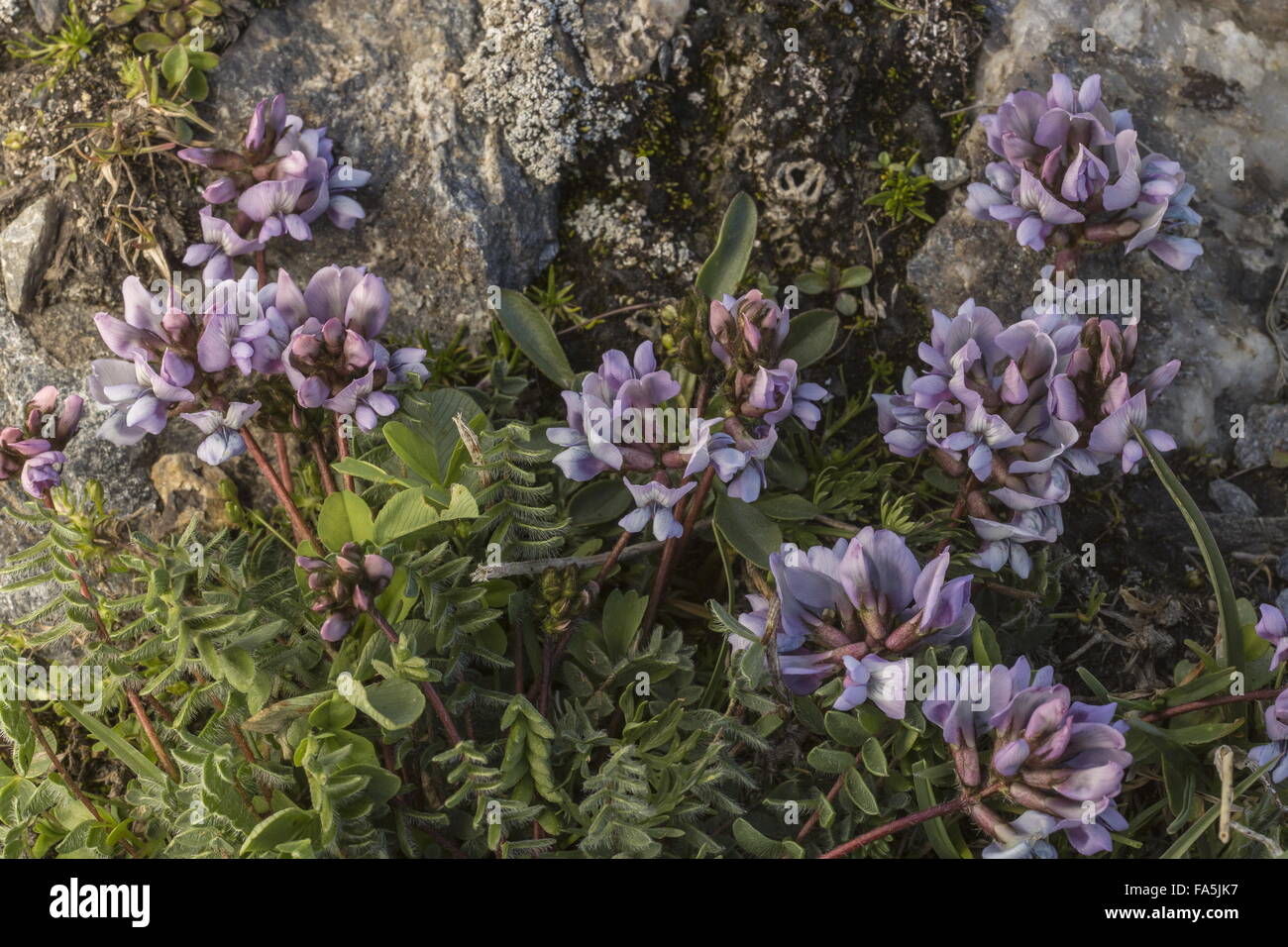 Swiss milk-vetch, Oxytropis helvetica in flower in the Vanoise National Park, France Stock Photo