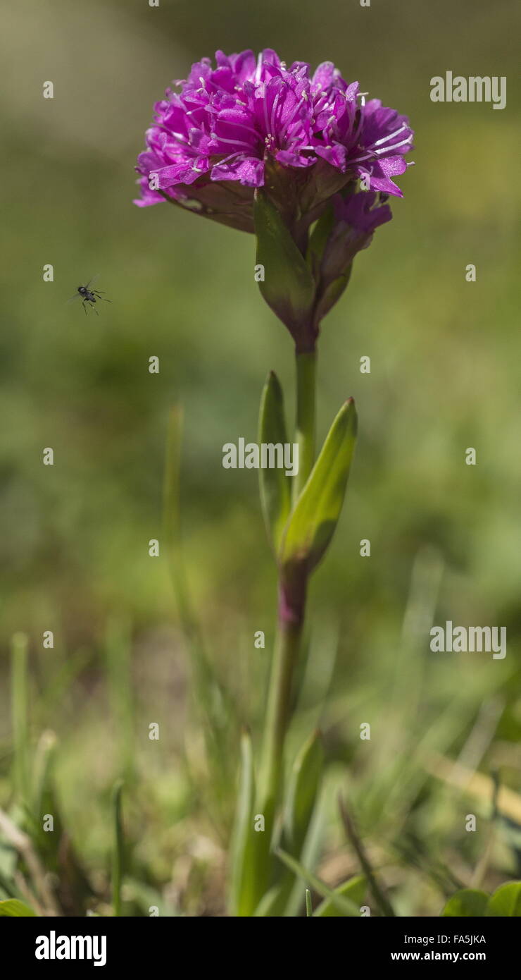 Alpine catchfly in flower, with insect, in mountain turf. Very rare in uk. Stock Photo