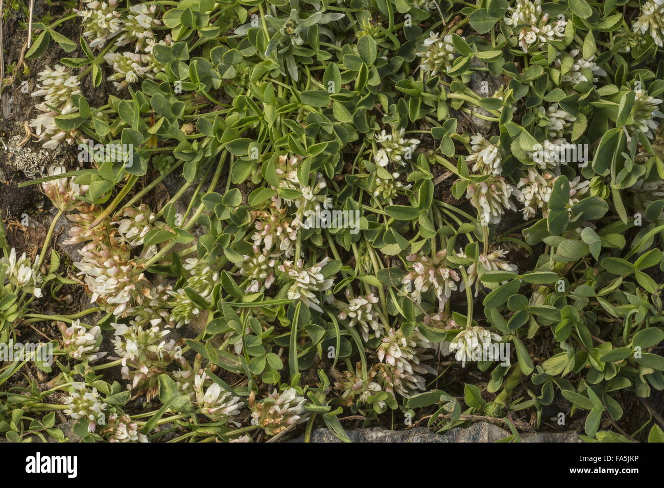 Thal's trefoil, Trifolium thalii in flower at high altitude, French Alps. Stock Photo