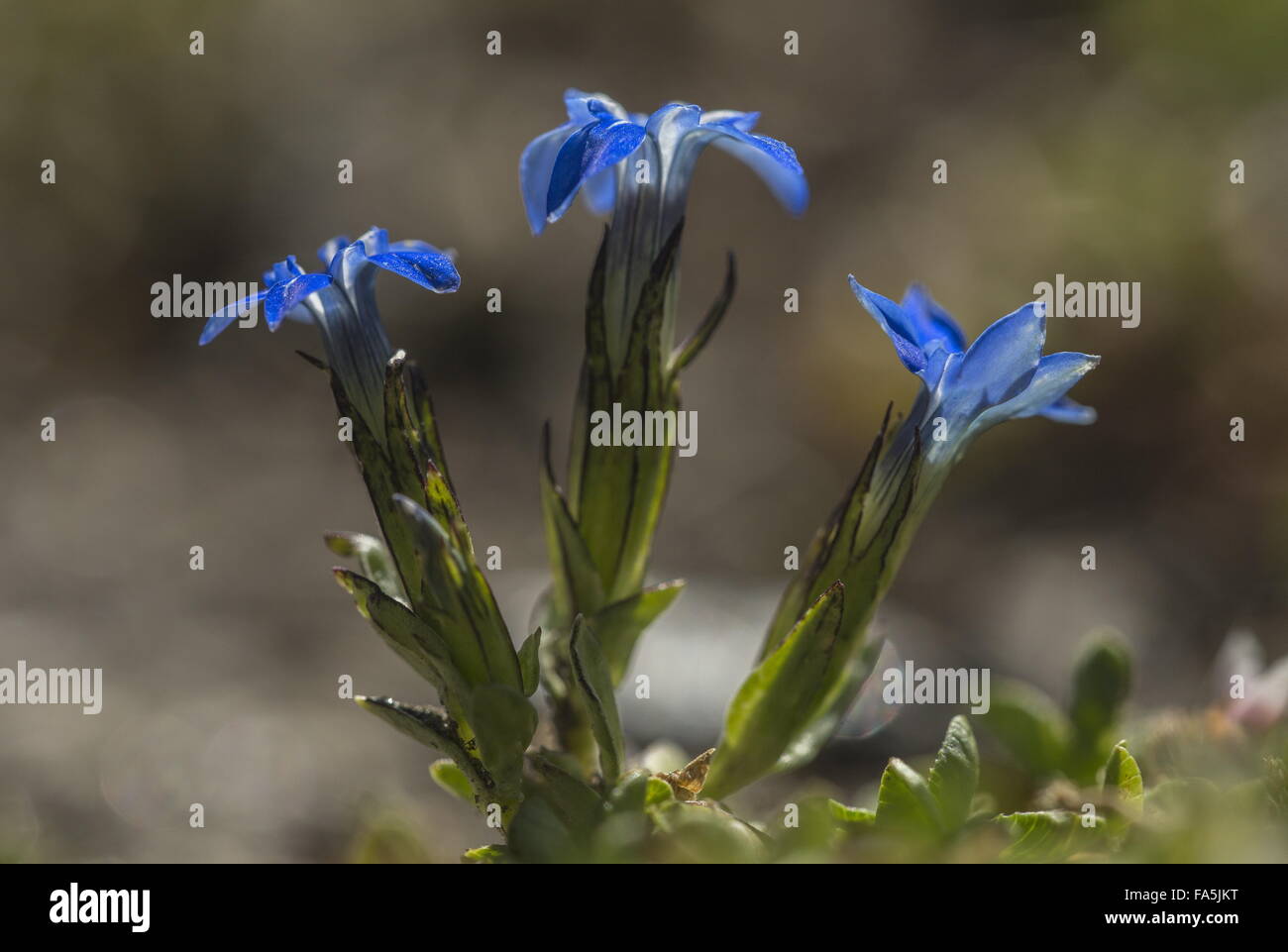 Spring Gentian, Gentiana verna in flower in alpine turf. Stock Photo
