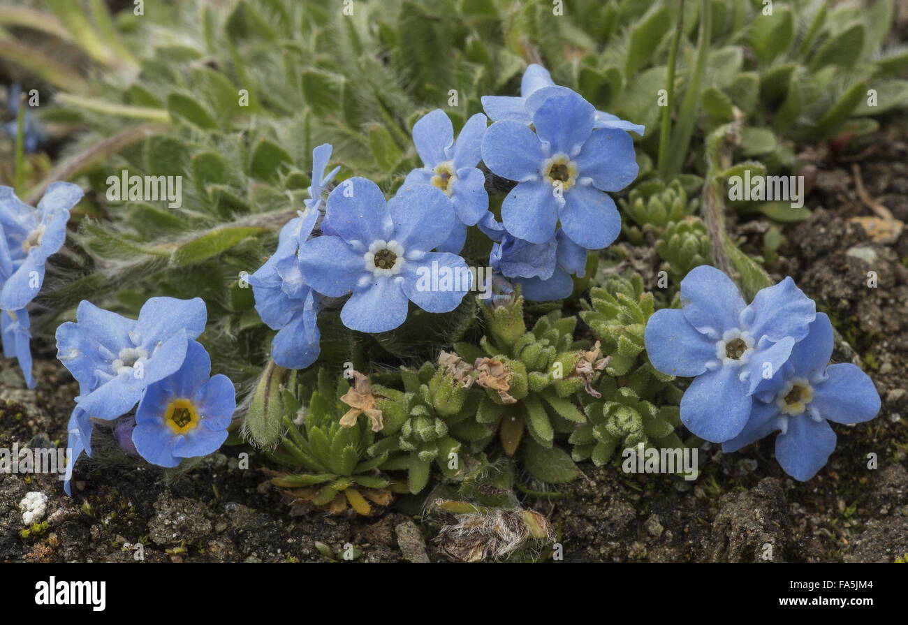 King of the Alps, Eritrichium nanum in flower at high altitude on acid rock in the Italian Alps. Stock Photo